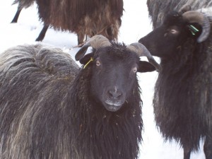 sheep (Heidschnucke, moorland sheep)